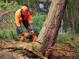 Best Tree Health Inspection  in Malaga, NJ